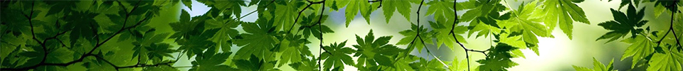 sondmk header